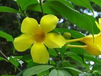 Tropische Blütenpracht