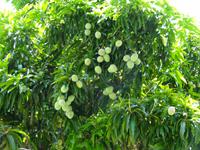 Eine der zahlreichen Mango-Sorten