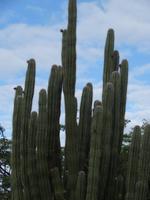 Die stacheligen Bewohner Arubas