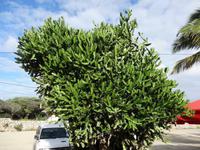 Der Weihnachtsbaum von Aruba