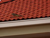 Leguane überall ...