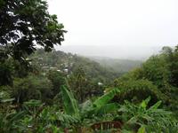 Immergrünes St. Lucia!