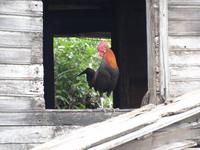 Bummel durch die Straßen von Soufrìere