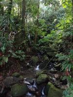 Emerald Pool - Dominica