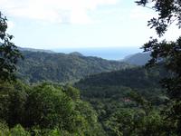 Regenwald auf Dominica