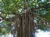 Flora und Fauna auf Dominica