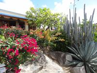 Pflanzenpracht auf Virgin Gorda