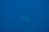 Ausflug mit dem U-Boot