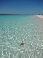 Cayo Largo - Kuba - Seestern