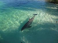Delfin im Delfinarium an der Pier von Cayo Largo - Kuba