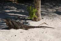 Einwohner auf Cayo Rico - Kuba