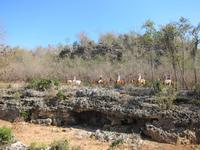 Ausflug hoch zu Roß
