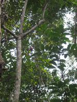 Wanderung im Naturpark El Cubano - Finde den Cocomoro