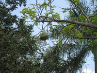Wanderung im Naturpark El Cubano