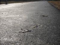 das traurige Schicksal der Krebse nahe Trinidad