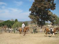 Ausflug hoch zu Roß