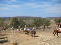 Ausflug hoch zu Roß