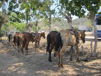 Ausflug hoch zu Roß