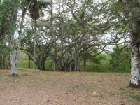 im Bontanischen Garten in Cienfuegos