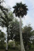 im Bontanischen Garten in Cienfuegos