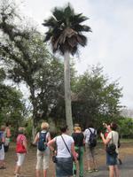 im Bontanischen Garten in Cienfuegos