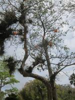 im Bontanischen Garten in Cienfuegos