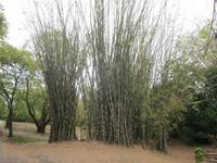 im Bontanischen Garten in Cienfuegos