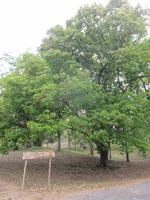 im Bontanischen Garten in Cienfuegos