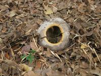 im Bontanischen Garten in Cienfuegos