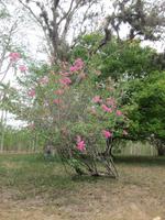 im Bontanischen Garten in Cienfuegos