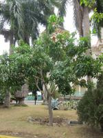 Cienfuegos - Mangobaum