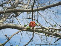 auf der Schatzinsel Zapata