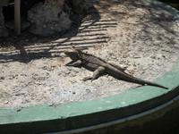 auf der Krokodilfarm am Schatzsee