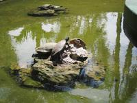 auf der Krokodilfarm am Schatzsee
