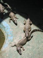 auf der Krokodilfarm am Schatzsee