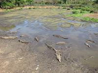 auf der Krokodilfarm am Schatzsee