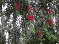 im Orchideengarten in Soroa