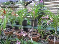 im Orchideengarten in Soroa