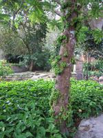 im Orchideengarten in Soroa