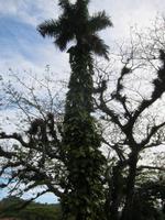 im Orchideengarten in Soroa