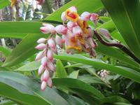 im Orchideengarten in Soroa