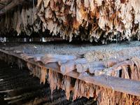 Vinales - Haus des Tabaks