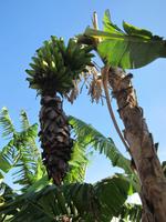 Vinales - im Garten des Haus des Tabaks