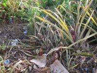 Vinales - im Garten des Haus des Tabaks