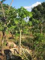 Vinales - im Garten des Haus des Tabaks