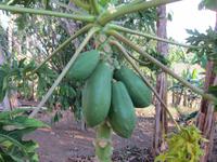 Vinales - im Garten des Haus des Tabaks