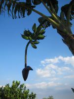 Vinales - im Garten des Haus des Tabaks