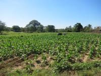 auf dem Weg nach Maria la Gorda