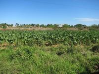 auf dem Weg nach Maria la Gorda