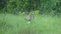 Affe Barbados